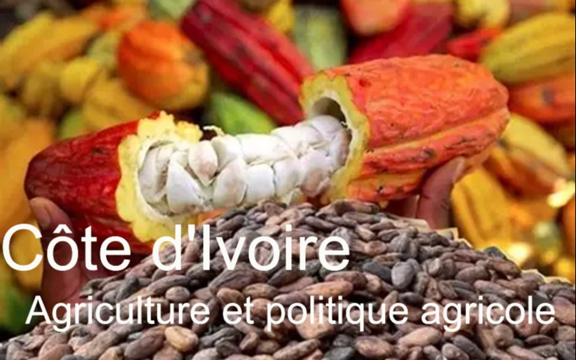 Côte d’Ivoire : le secteur agricole, pilier économique et défis sociaux