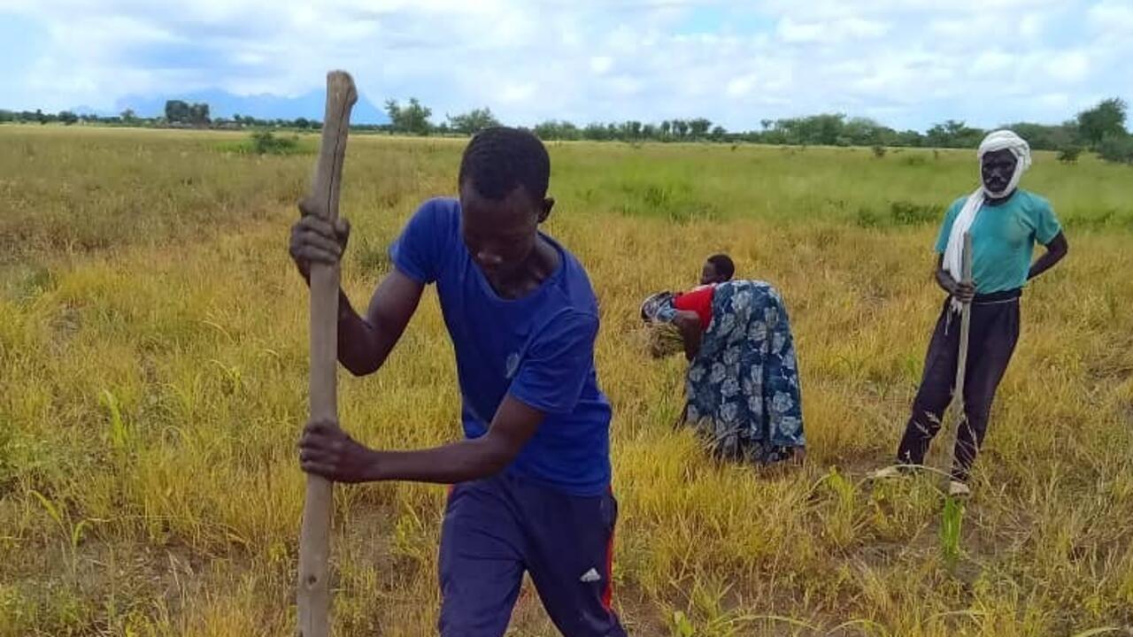 Champs écoles paysans au Tchad : une solution durable pour l’agriculture locale