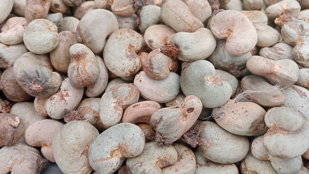 Les plantations d'anacardes du Bounkani souffrent des aléas climatiques et de pratiques culturales inadaptées