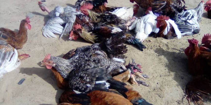 marché de volailles à Ati au Tchad
