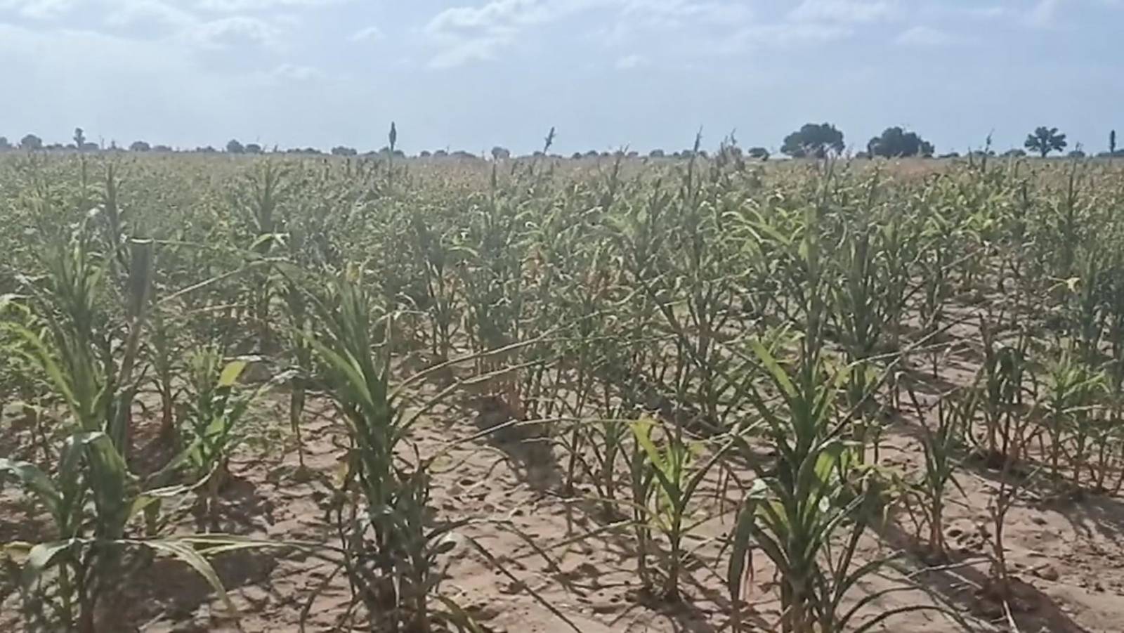 Au Burkina Faso, la souveraineté agricole mise à mal par la réalité des prix